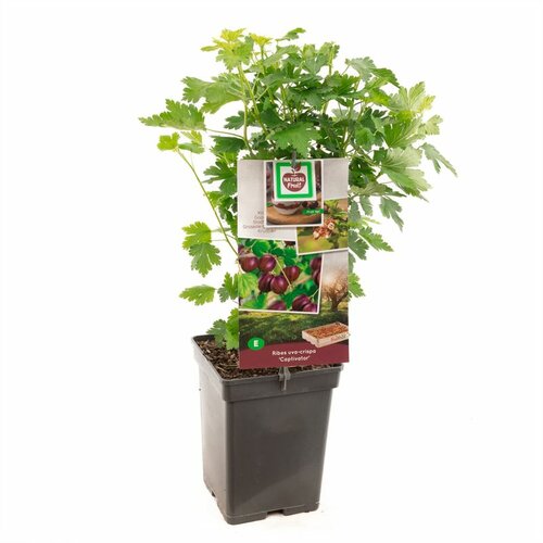 Ribes uva-crispa Captivator - afbeelding 1