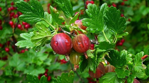 Ribes uva-crispa Hinnonmäki Röd - afbeelding 2