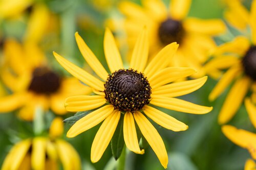 Rudbeckia fulgida 'Little Goldstar' - afbeelding 2