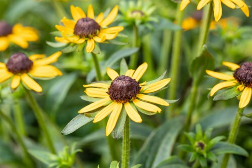 Rudbeckia fulgida 'Little Goldstar' - afbeelding 3