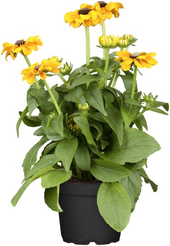 Rudbeckia hirta - afbeelding 1