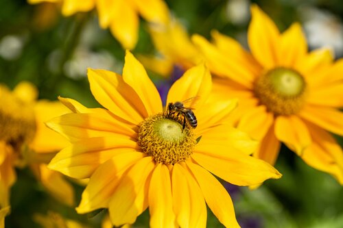 Rudbeckia hirta - afbeelding 2