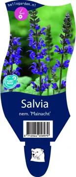 Salvia nem. 'Mainacht'