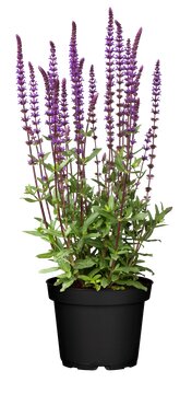 Salvia nemerosa - afbeelding 3