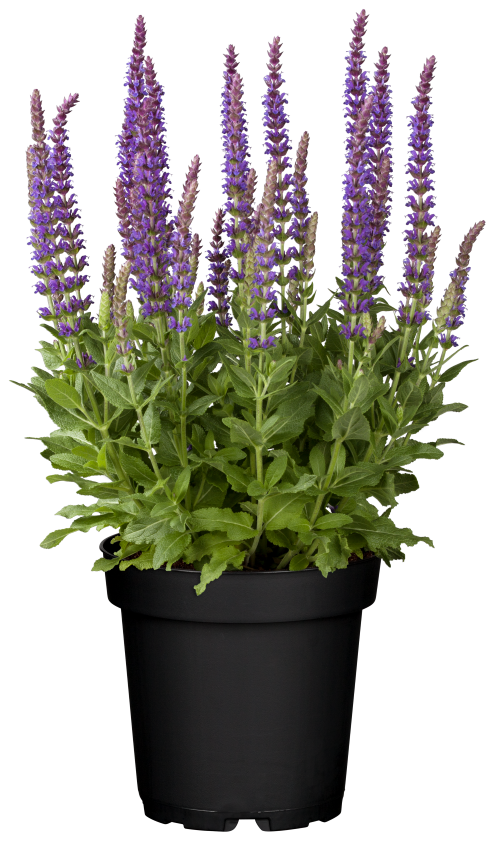 Salvia nemerosa - afbeelding 2