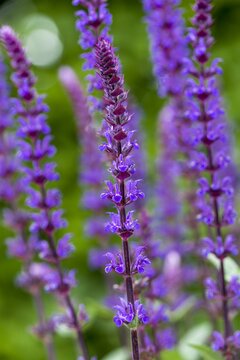 Salvia Nemonrosa Caradonna