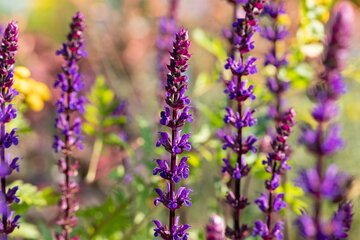 Salvia Nemorosa 'Caradonna'