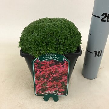 Saxifraga 'Pixie Pan Red' - afbeelding 1