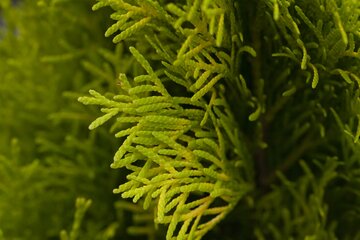 Thuja pl. Smaragd Smal 80-100cm Kluitgoed.