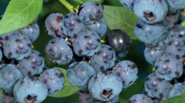 Vaccinium corymbosum Alvar - afbeelding 2