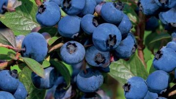 Vaccinium corymbosum 'Hortblue Petite' - afbeelding 2