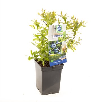 Vaccinium corymbosum 'Hortblue Petite' - afbeelding 1