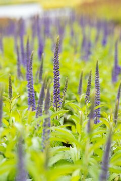 Veronica "Sunny Border Blue