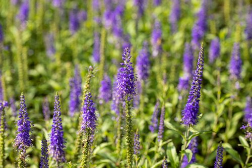 Veronica "Sunny Border Blue