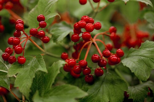 Viburnum opulus - afbeelding 3