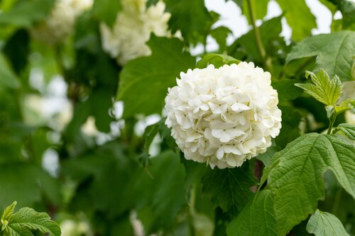 Viburnum opulus - afbeelding 2