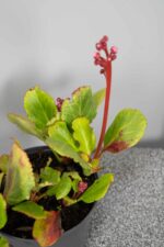 Bergenia 'Morgenröte' - Afbeelding 2