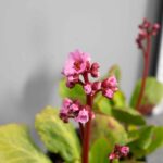 Bergenia 'Morgenröte'