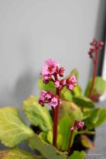 Bergenia 'Morgenröte'