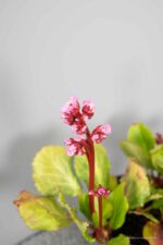 Bergenia 'Morgenröte' - Afbeelding 3