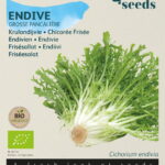 Buzzy® Organic Krulandijvie Grosse Pancalière  (BIO)