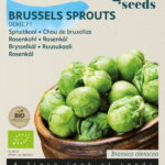 Buzzy® Organic Spruitkool Doric F1 (BIO)