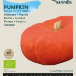 Buzzy® Organic Pompoen Rode van Etampes (BIO)