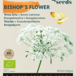 Buzzy® Organic Ammi Majus, Witte Dille (BIO)