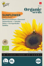 Buzzy® Organic Helianthus, Reuzenzonnebloem giganteus  (BIO)