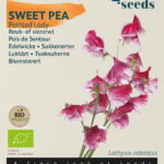 Buzzy® Organic Lathyrus, Reuk- of siererwt Painted Lady(BIO)