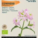 Buzzy® Organic Saponaria, Koekruid Pink Beauty (BIO)