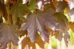 Acer plat. 'Crimson Sentry' F - Afbeelding 2