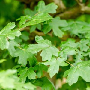 Acer campestre 'Elsrijk'