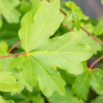 Acer camp. 'Huibers Elegant'