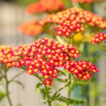 Achillea m. 'Paprika'