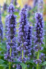 Agastache 'Blue Fortune' - Afbeelding 2