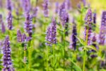 Agastache 'Black Adder'