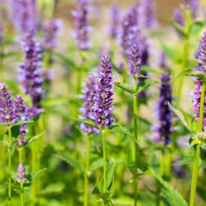 Agastache 'Black Adder'