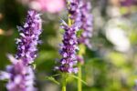Agastache 'Black Adder' - Afbeelding 2