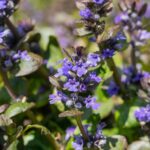 Ajuga reptans 'Catlin's Giant'