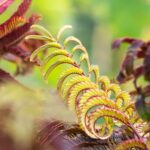 Albizia jul. 'Summer Chocolate'