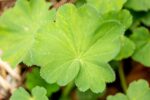 Alchemilla mollis