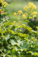 Alchemilla mollis - Afbeelding 2