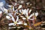 Amelanchier lamarckii - Afbeelding 2