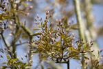 Amelanchier arborea 'Robin Hill' - Afbeelding 2