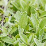 Anaphalis triplinervis