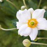 Anemone x hybrida 'Honorine Jobert'