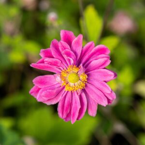Anemone Pamina