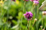 Armeria pseudarmeria