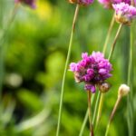 Armeria pseudarmeria